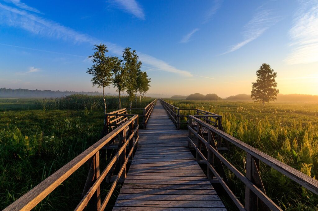 nature conservation, pier, nature